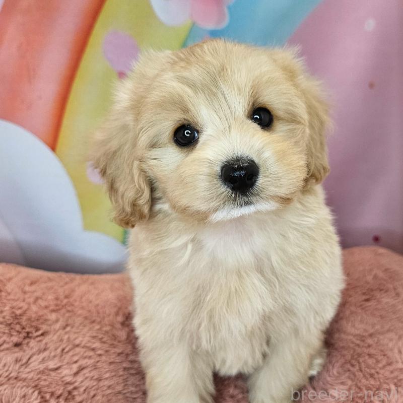 商談中の愛知県のミックス犬-403022の25枚目