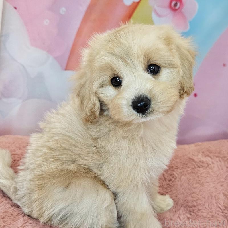 商談中の愛知県のミックス犬-403022の24枚目