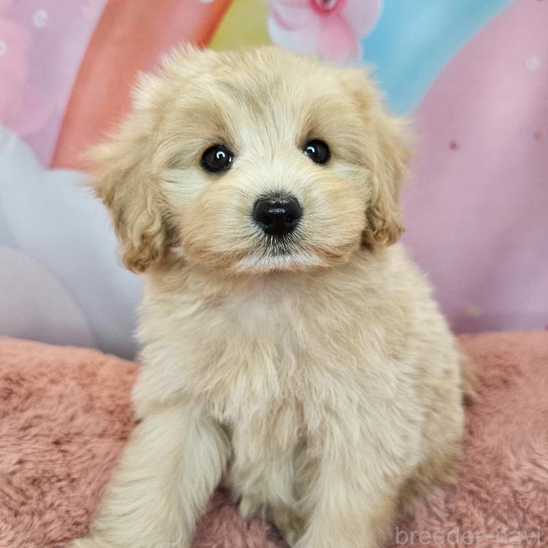 商談中の愛知県のミックス犬-403022の23枚目