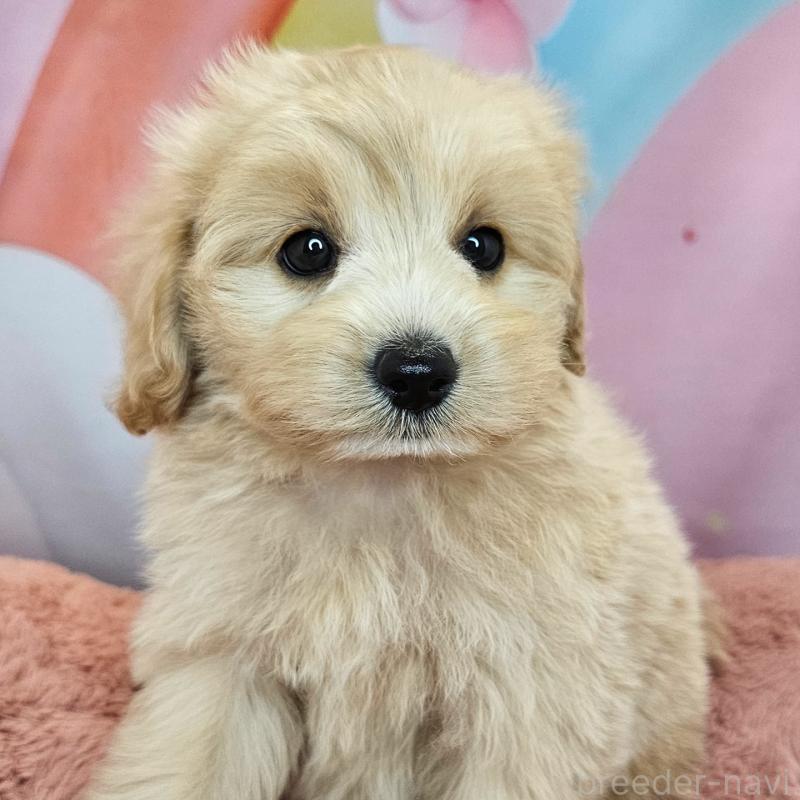 商談中の愛知県のミックス犬-403022の22枚目