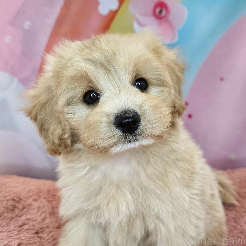 商談中の愛知県のミックス犬-403022の21枚目