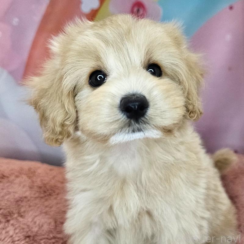 商談中の愛知県のミックス犬-403022の20枚目