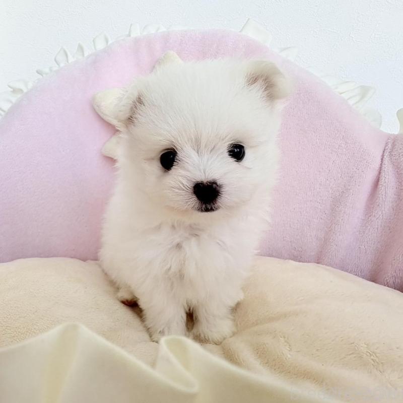 販売中の愛知県のポメマル:ポメラニアン×マルチーズ-414574の12枚目