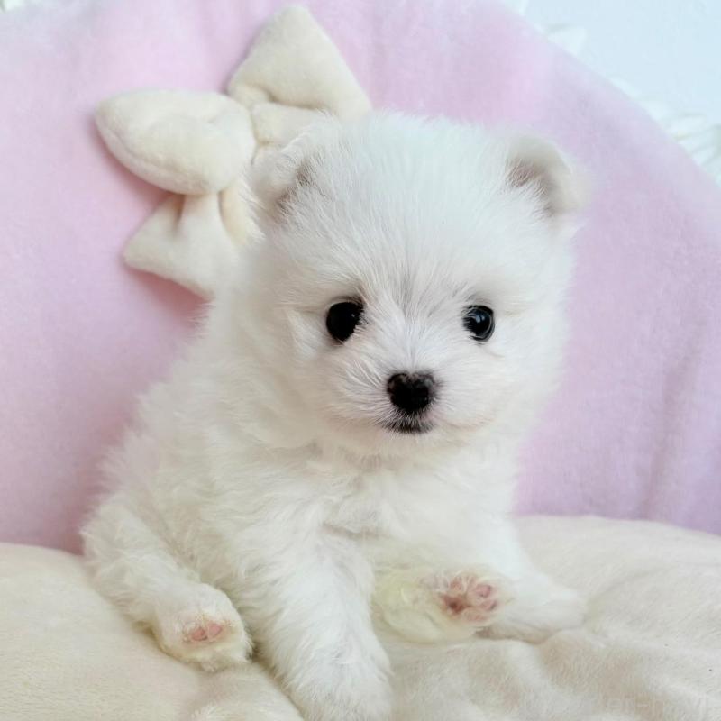 販売中の愛知県のポメマル:ポメラニアン×マルチーズ-414574の10枚目