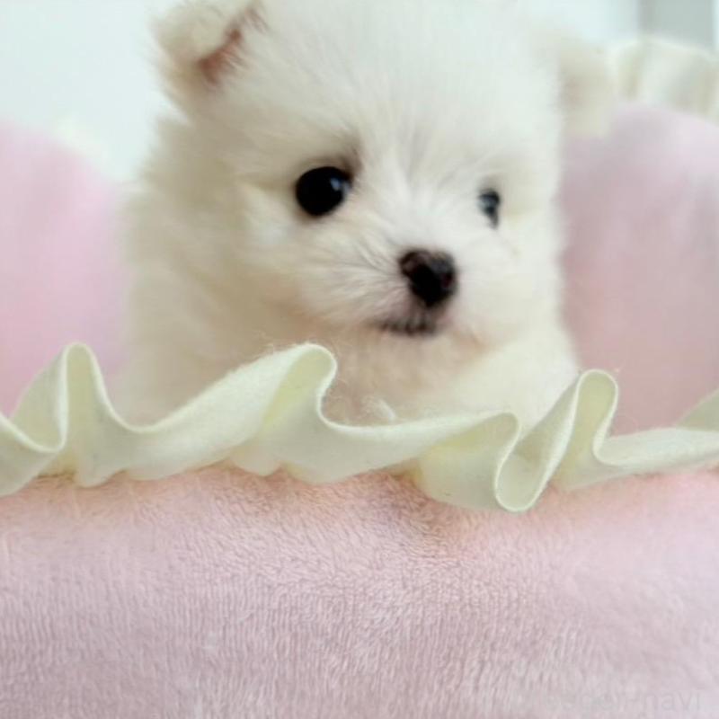 販売中の愛知県のポメマル:ポメラニアン×マルチーズ-414574の9枚目