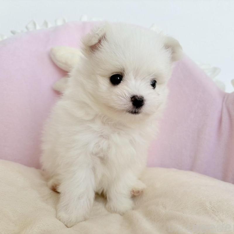 販売中の愛知県のポメマル:ポメラニアン×マルチーズ-414574の2枚目