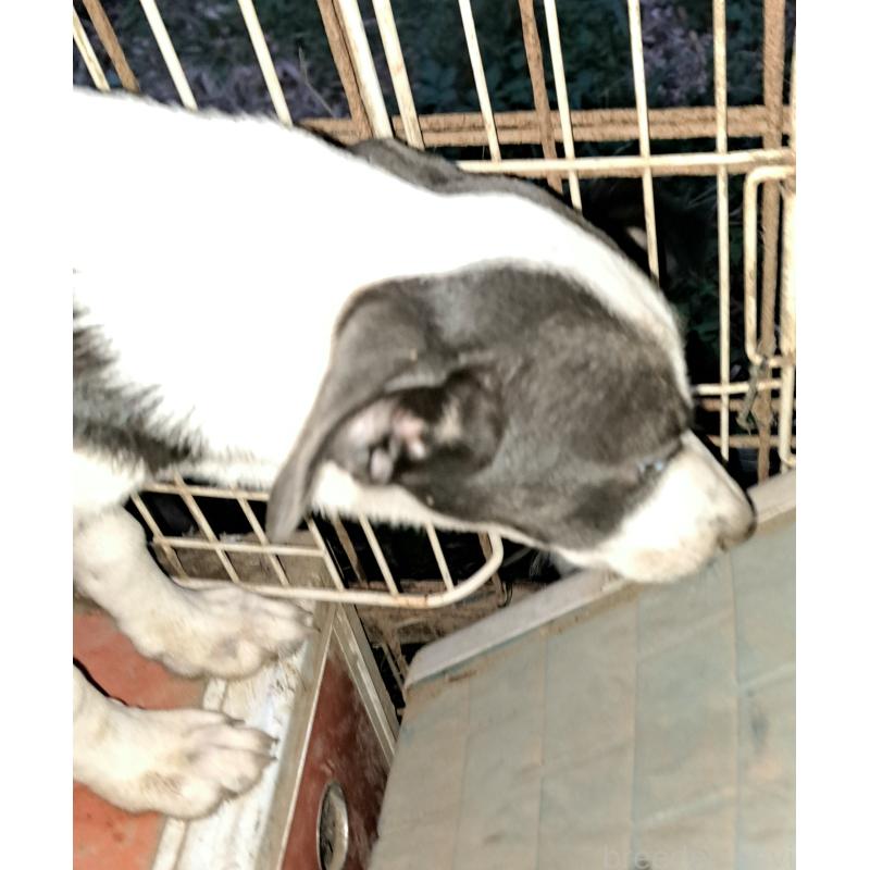 販売中の千葉県のミックス犬-414573の4枚目