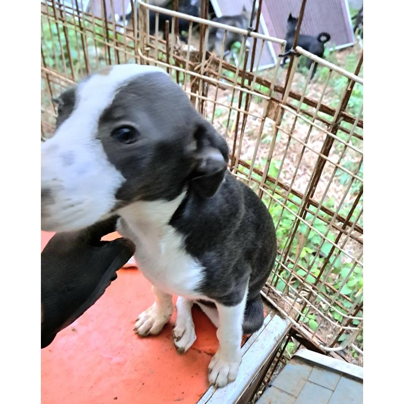 販売中の千葉県のミックス犬-414573の3枚目