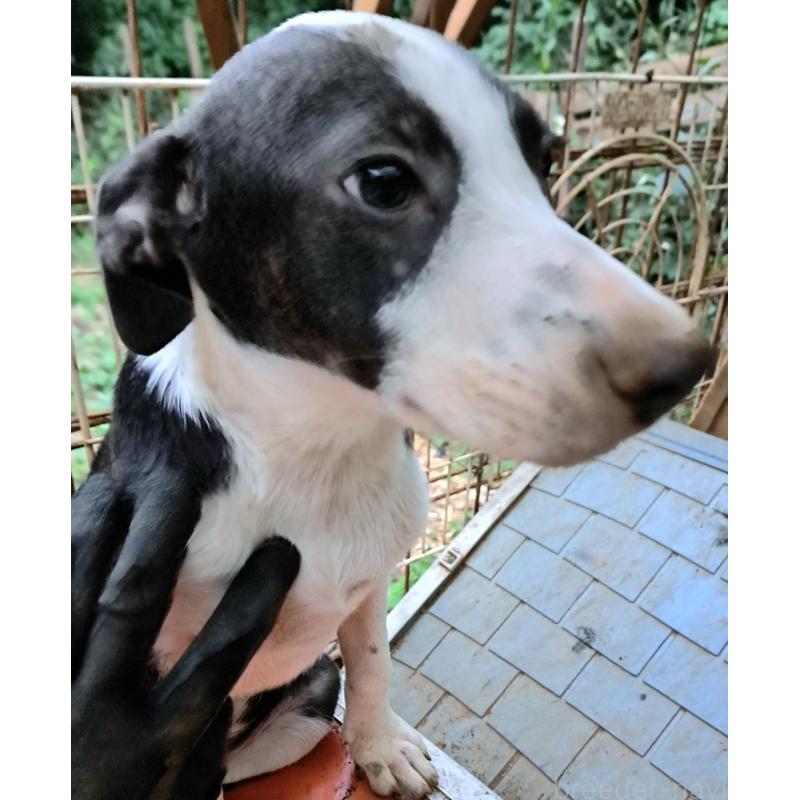 販売中の千葉県のミックス犬-414573の2枚目