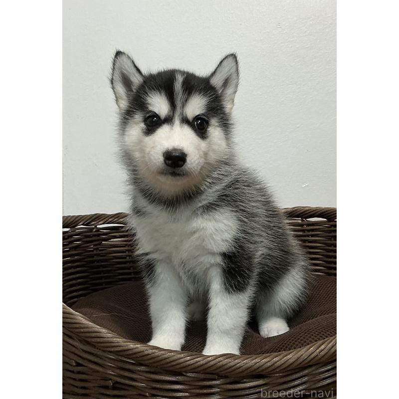 成約済の神奈川県のシベリアンハスキー-411831の9枚目