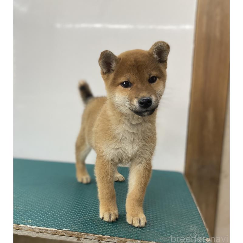 販売中の長野県の柴犬-414577の5枚目