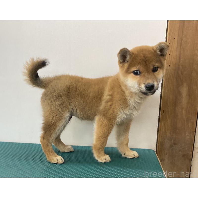 販売中の長野県の柴犬-414577の4枚目