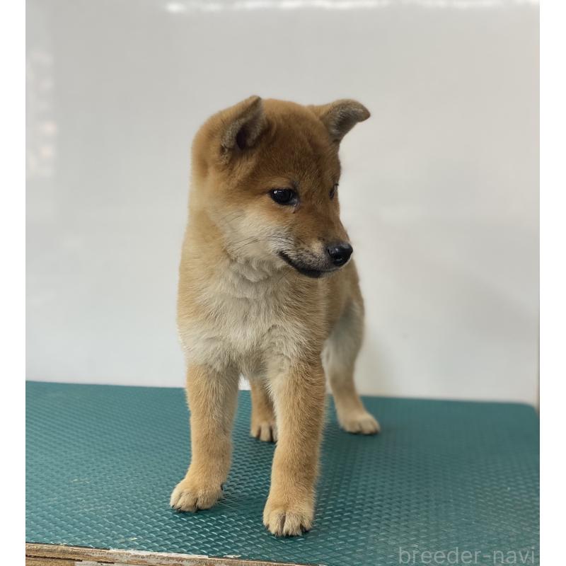 販売中の長野県の柴犬-414577の3枚目