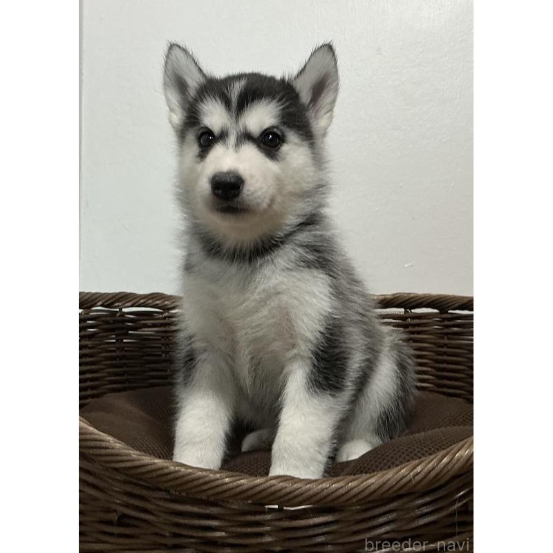 成約済の神奈川県のシベリアンハスキー-411833の9枚目