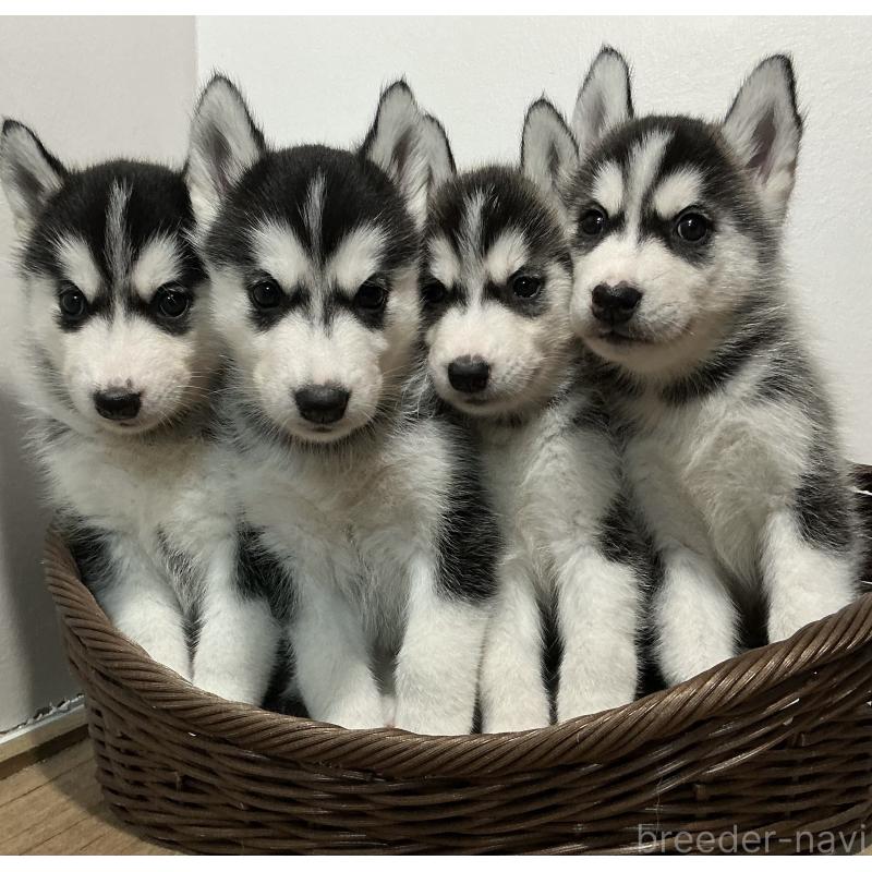 成約済の神奈川県のシベリアンハスキー-411833の8枚目