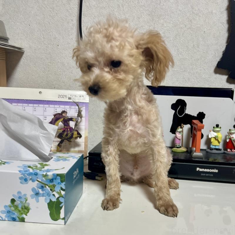 販売中の茨城県のティーカッププードル-403880の3枚目