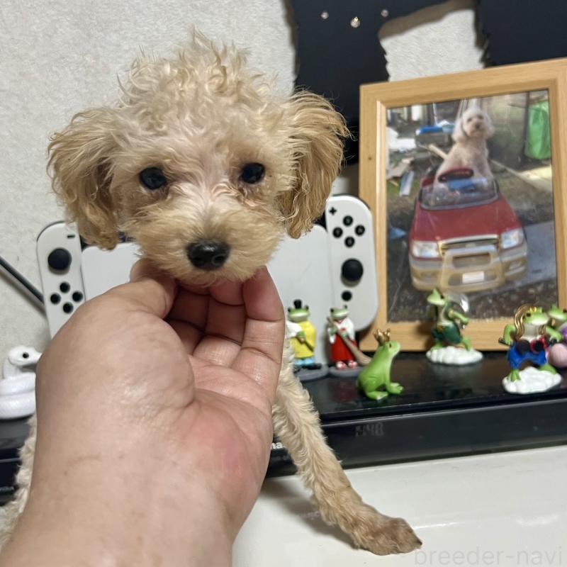 販売中の茨城県のティーカッププードル-403880の2枚目