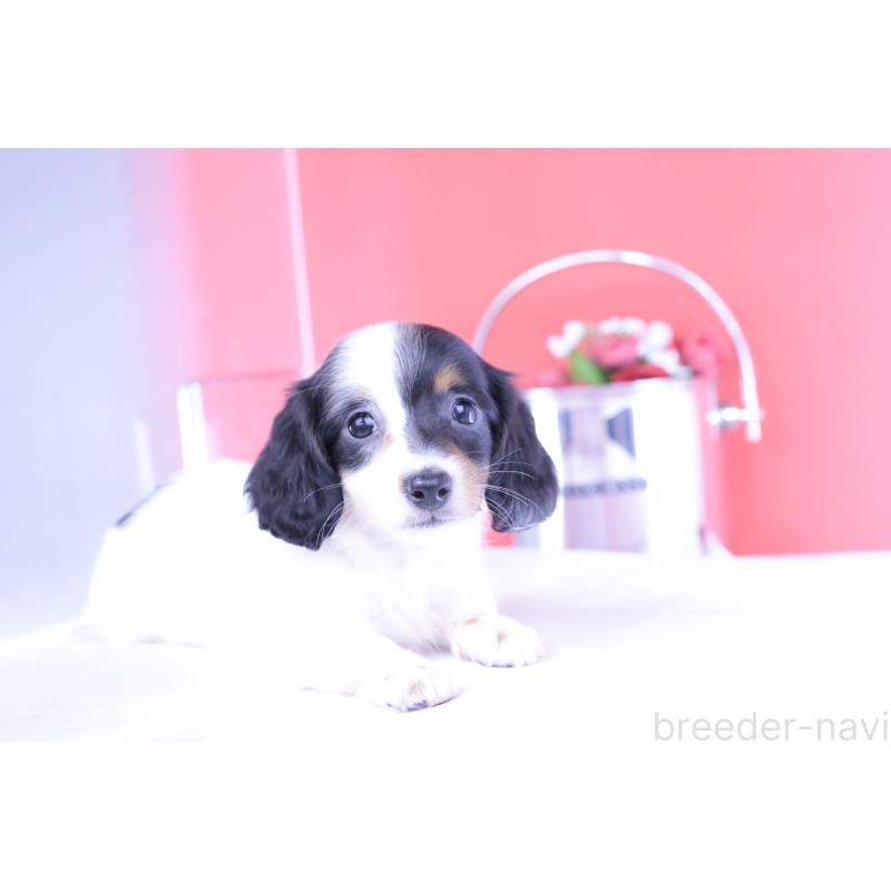 成約済の愛知県のミニチュアダックスフンド(ロングヘアード)-410806の11枚目