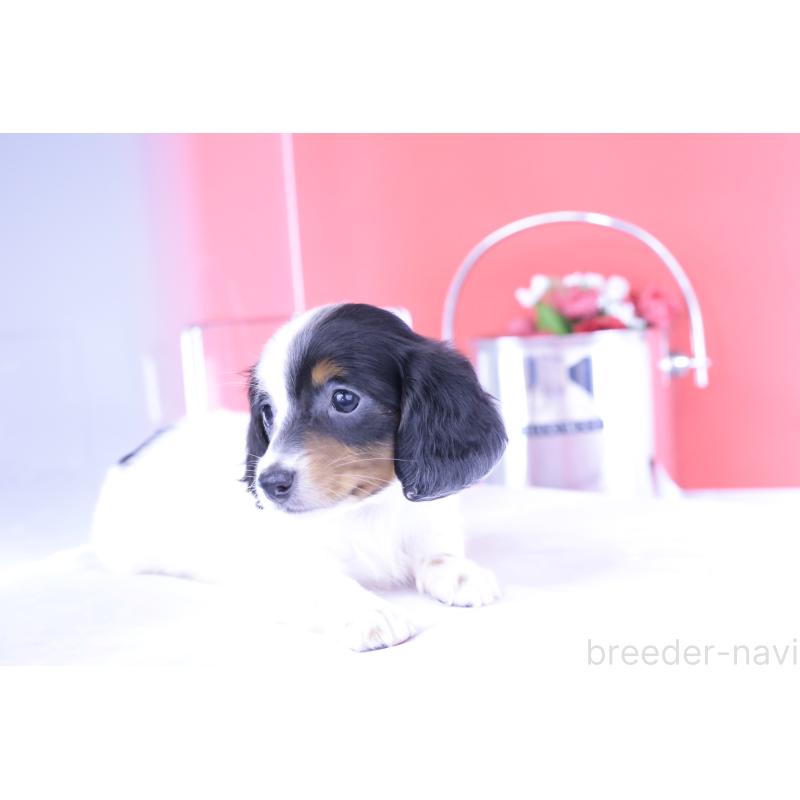 成約済の愛知県のミニチュアダックスフンド(ロングヘアード)-410806の10枚目