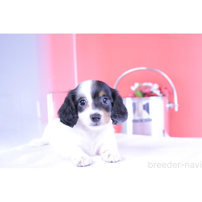 成約済の愛知県のミニチュアダックスフンド(ロングヘアード)-410806の6枚目