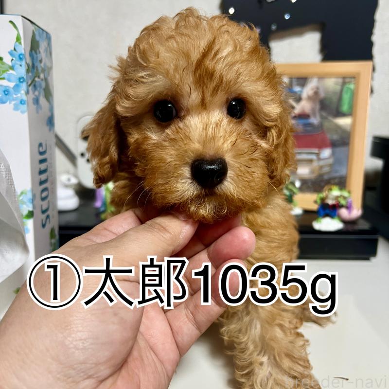 販売中の茨城県のトイプードル-414584の1枚目