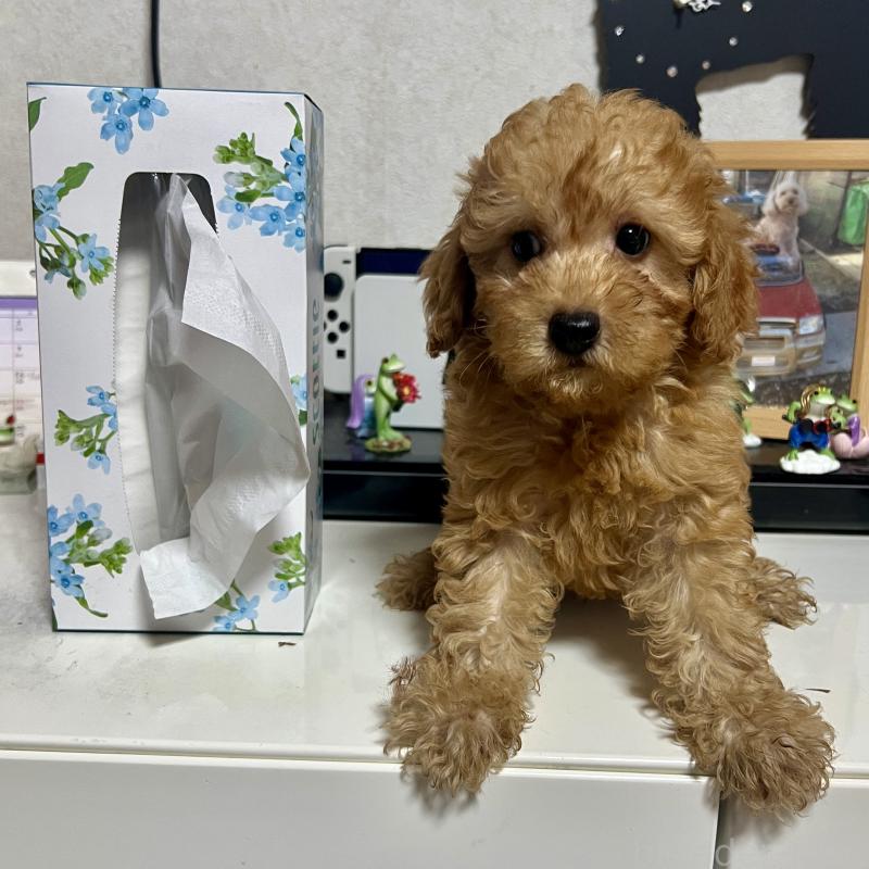 販売中の茨城県のトイプードル-414584の6枚目