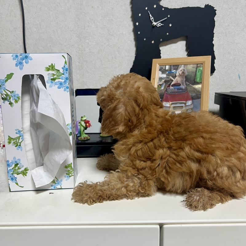 販売中の茨城県のトイプードル-414584の5枚目