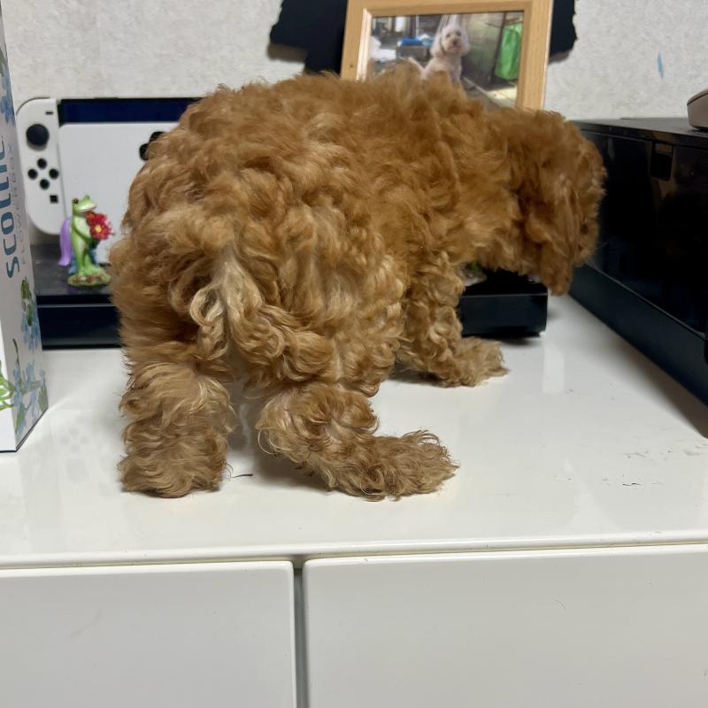 販売中の茨城県のトイプードル-414584の4枚目