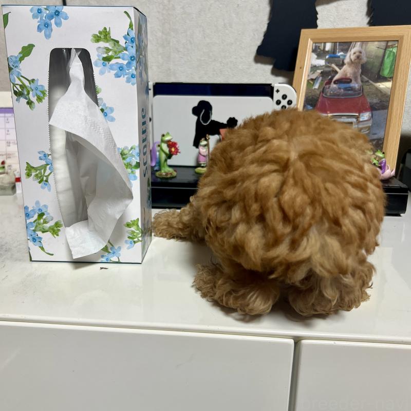 販売中の茨城県のトイプードル-414584の2枚目