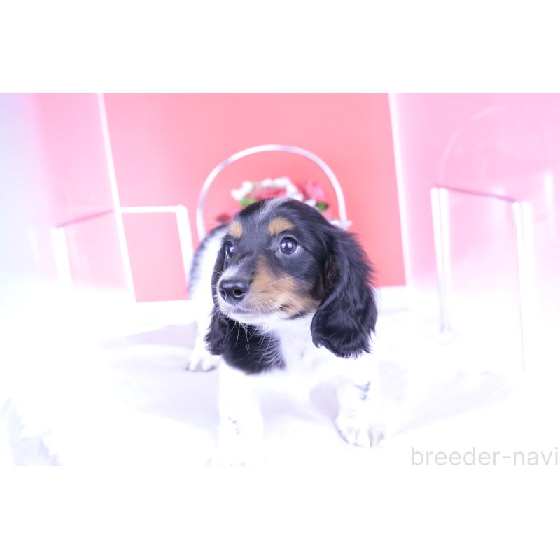 成約済の愛知県のミニチュアダックスフンド(ロングヘアード)-409912の12枚目