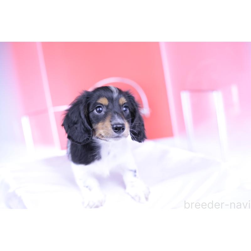 成約済の愛知県のミニチュアダックスフンド(ロングヘアード)-409912の10枚目