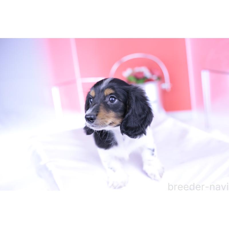 成約済の愛知県のミニチュアダックスフンド(ロングヘアード)-409912の9枚目