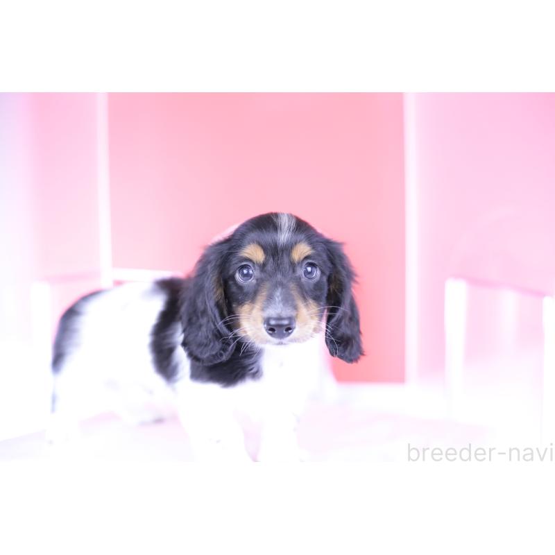 成約済の愛知県のミニチュアダックスフンド(ロングヘアード)-409912の5枚目