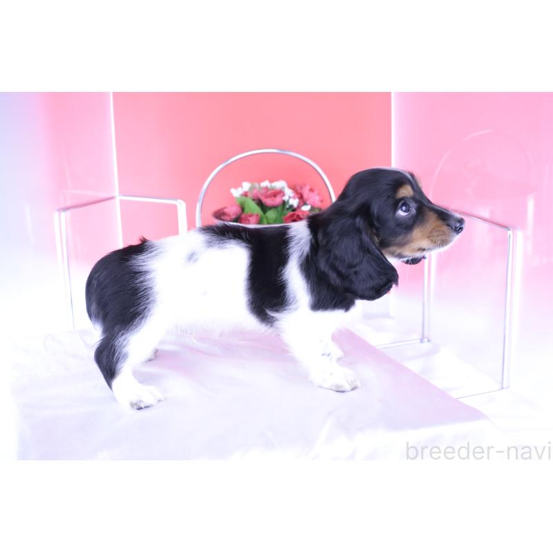 成約済の愛知県のミニチュアダックスフンド(ロングヘアード)-409912の3枚目