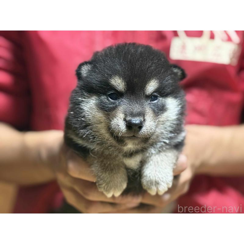 販売中の千葉県の柴犬-413197の4枚目