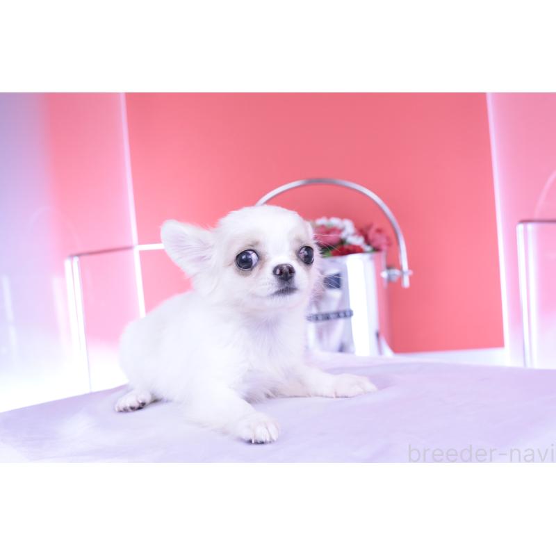 販売中の愛知県のチワワ(ロングコート)-403507の11枚目