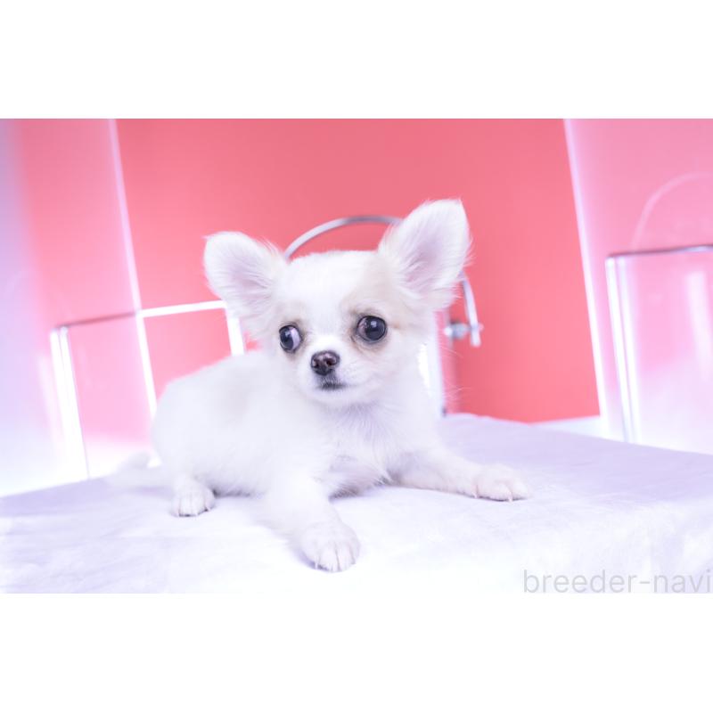 販売中の愛知県のチワワ(ロングコート)-403507の10枚目