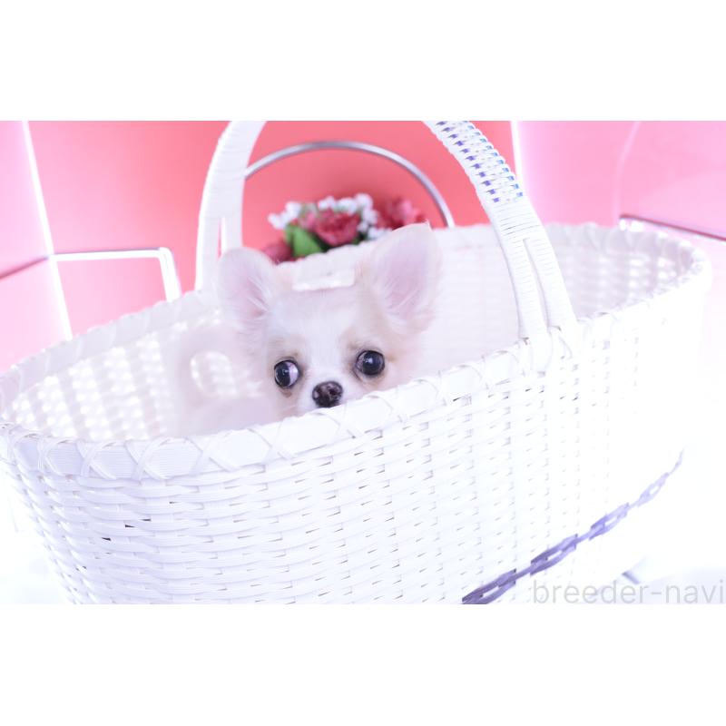 販売中の愛知県のチワワ(ロングコート)-403507の8枚目