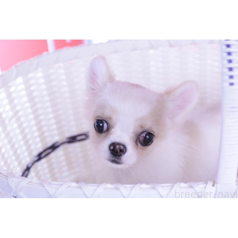 販売中の愛知県のチワワ(ロングコート)-403507の3枚目