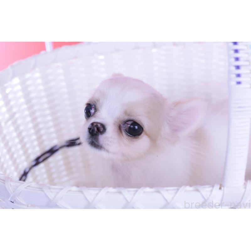 販売中の愛知県のチワワ(ロングコート)-403507の2枚目