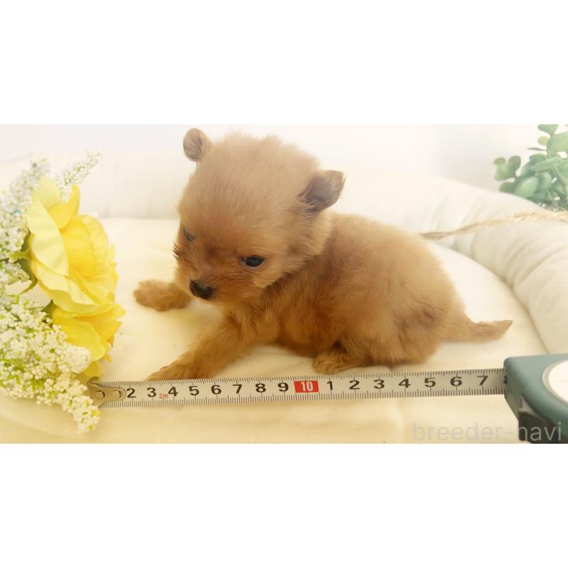 成約済の神奈川県のマルプー:マルチーズ×トイプードル-411913の3枚目