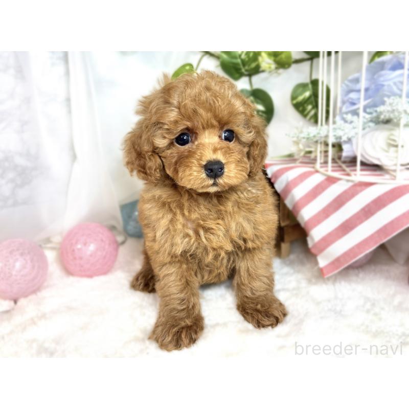 成約済の滋賀県のトイプードル-413307の4枚目