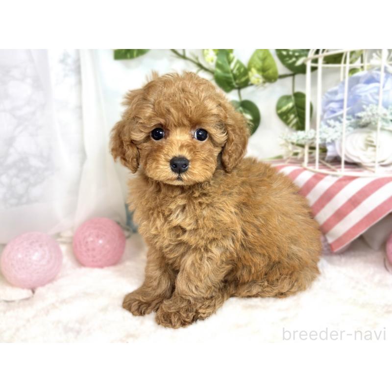 成約済の滋賀県のトイプードル-413307の3枚目