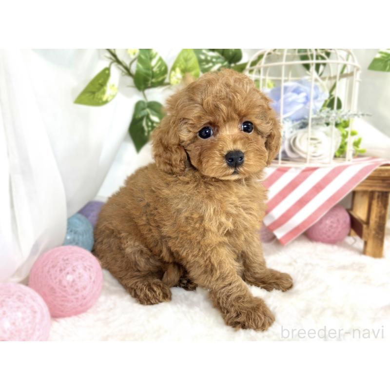 成約済の滋賀県のトイプードル-413307の2枚目