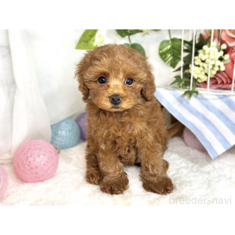 成約済の滋賀県のトイプードル-413308の4枚目