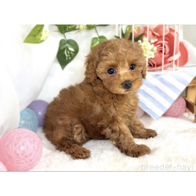 成約済の滋賀県のトイプードル-413308の3枚目