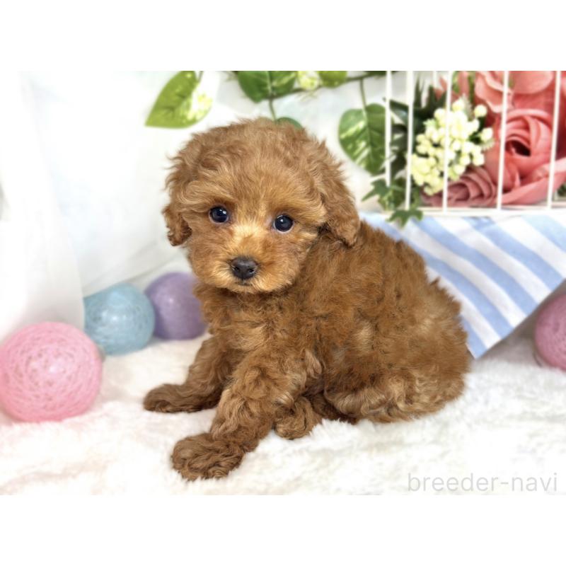 成約済の滋賀県のトイプードル-413308の2枚目