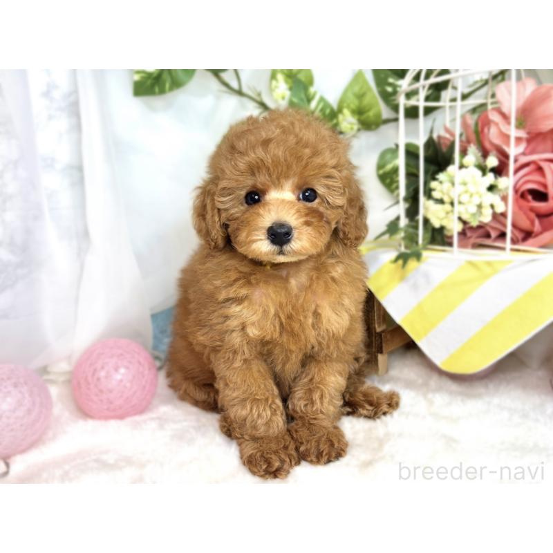 成約済の滋賀県のトイプードル-413310の4枚目