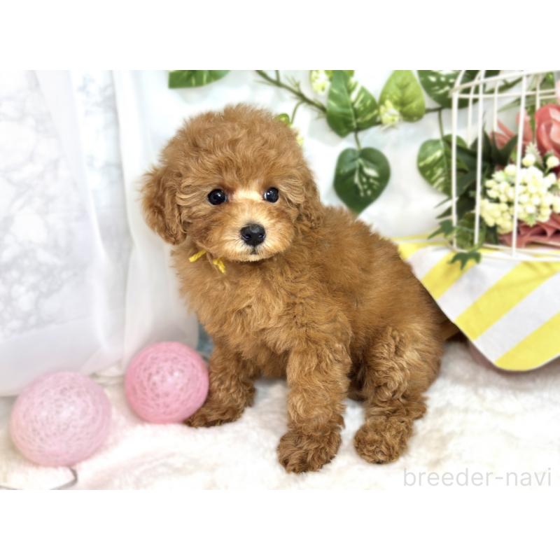 成約済の滋賀県のトイプードル-413310の3枚目