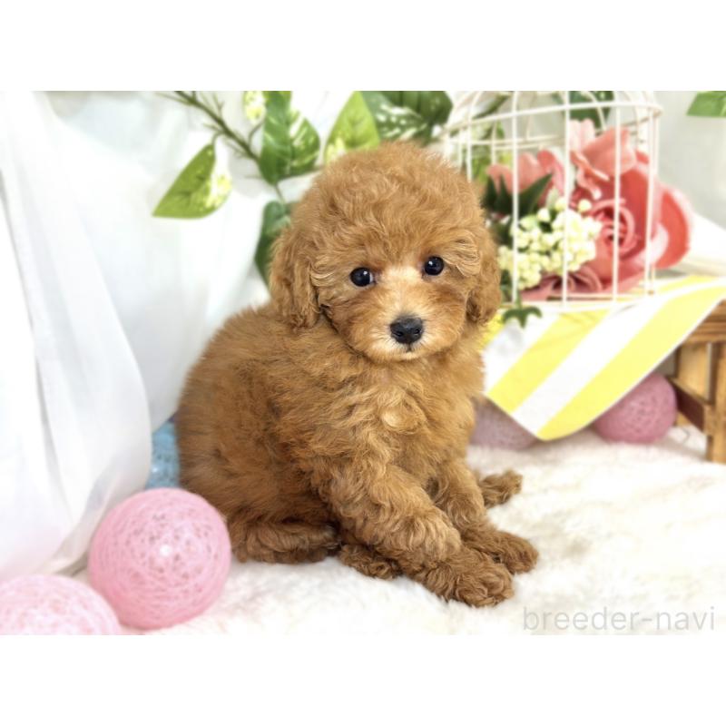 成約済の滋賀県のトイプードル-413310の2枚目